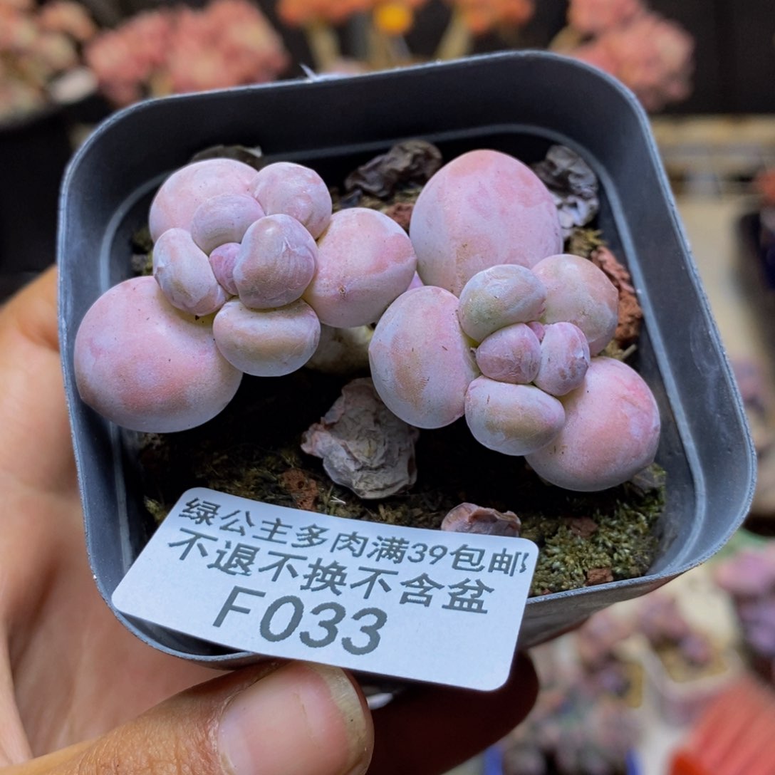 033香芋多肉肉4c m