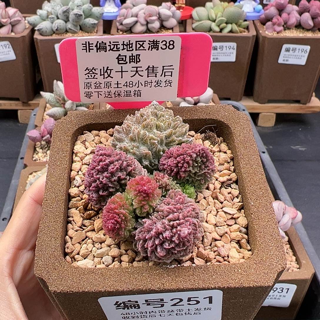 251朱紫玉多肉植物