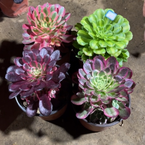 211多肉植物组合