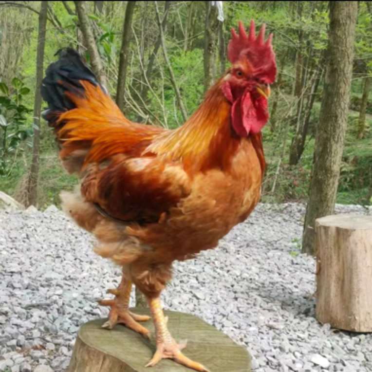 正宗散养鸡 粮食鸡 现抓现称