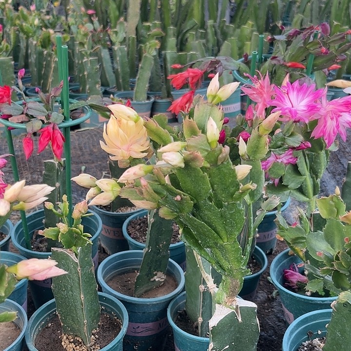 魏***微53号021，000000000