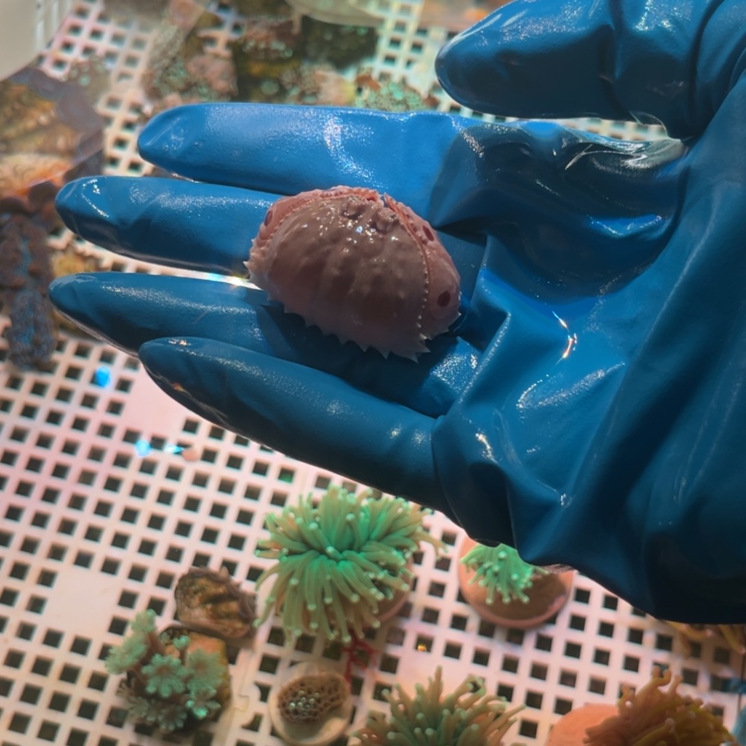 橙***.奶嘴海葵面包蟹11111