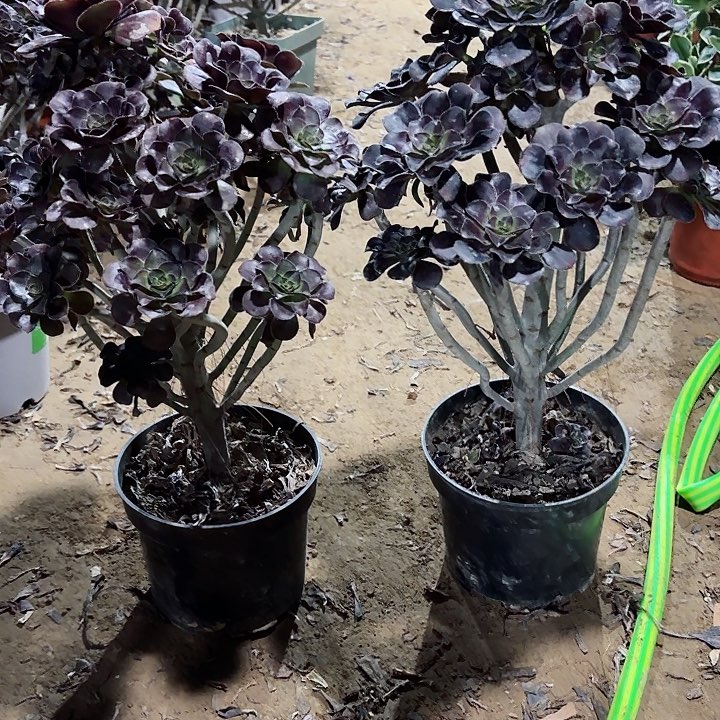 用***3黑圆叶和红圆叶111111