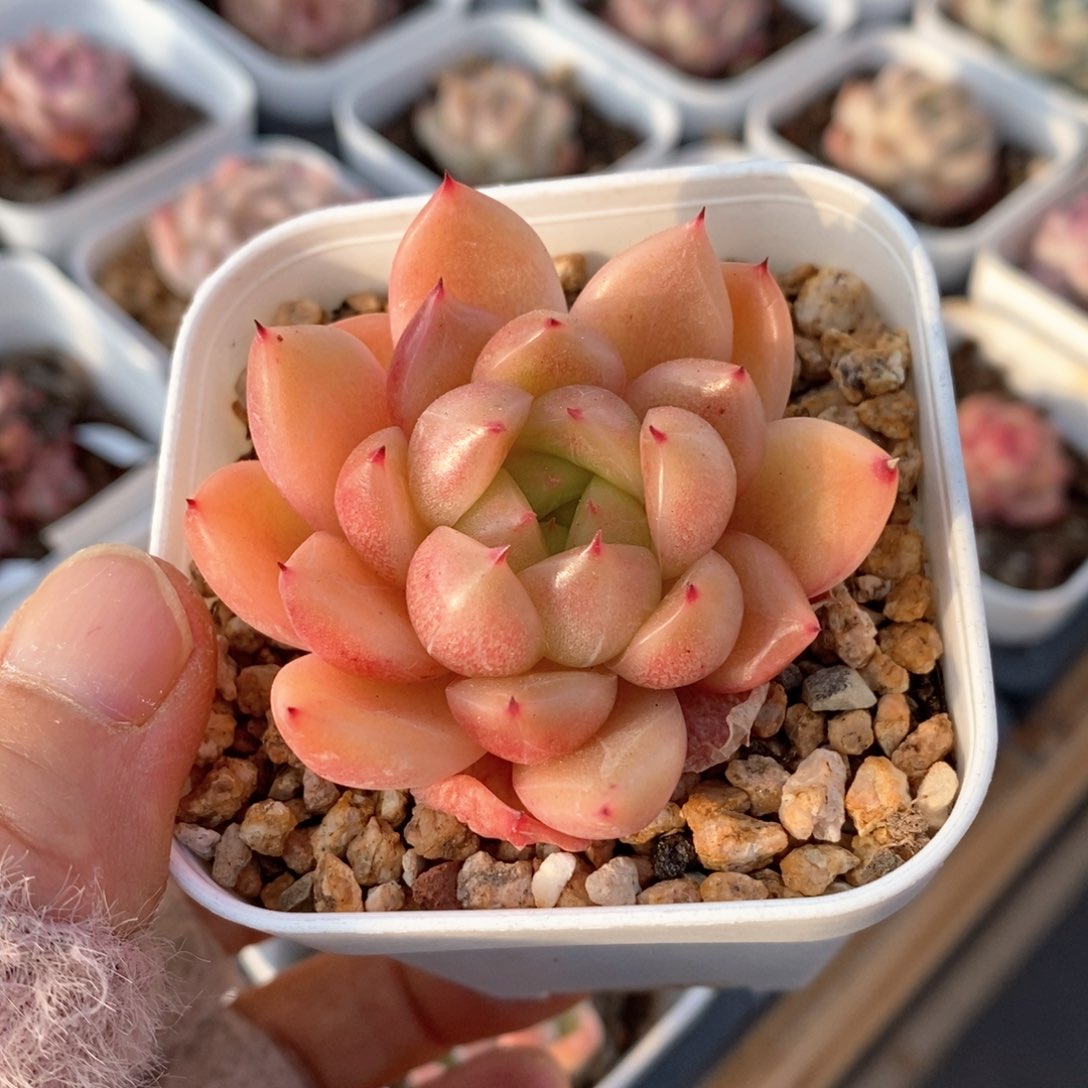 精品多肉一物一拍173