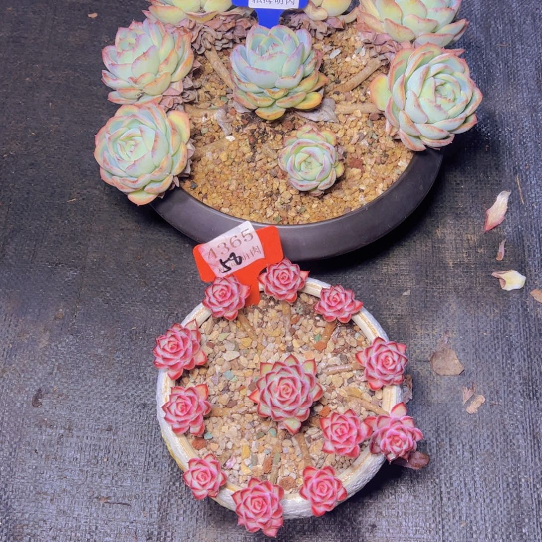 x***g晨露4389荷花4365多肉植物