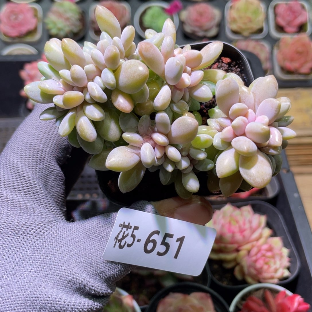 花利美5-651冬美人缀化