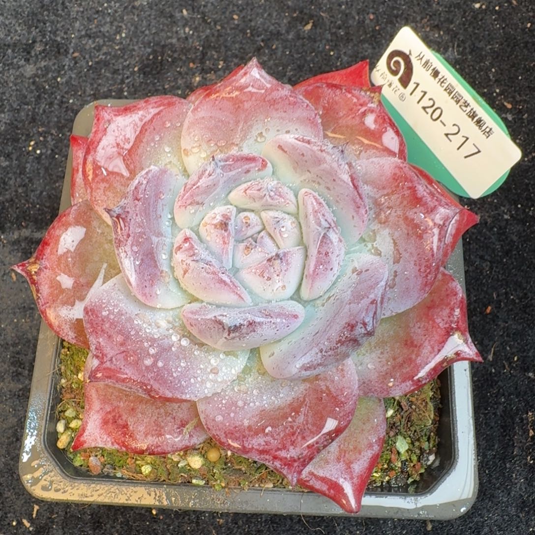 从前慢多肉精选编号1120.217