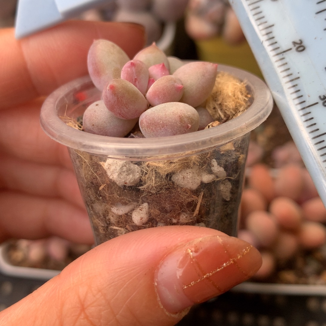 小奶团 不满28发到付 发一片叶 