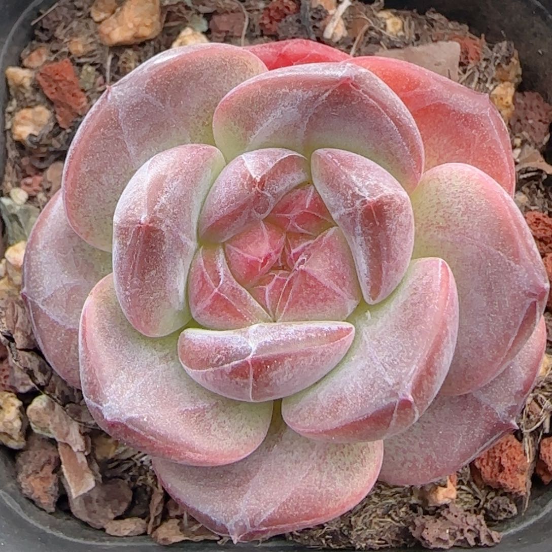 0610-342琥珀天使珍妮