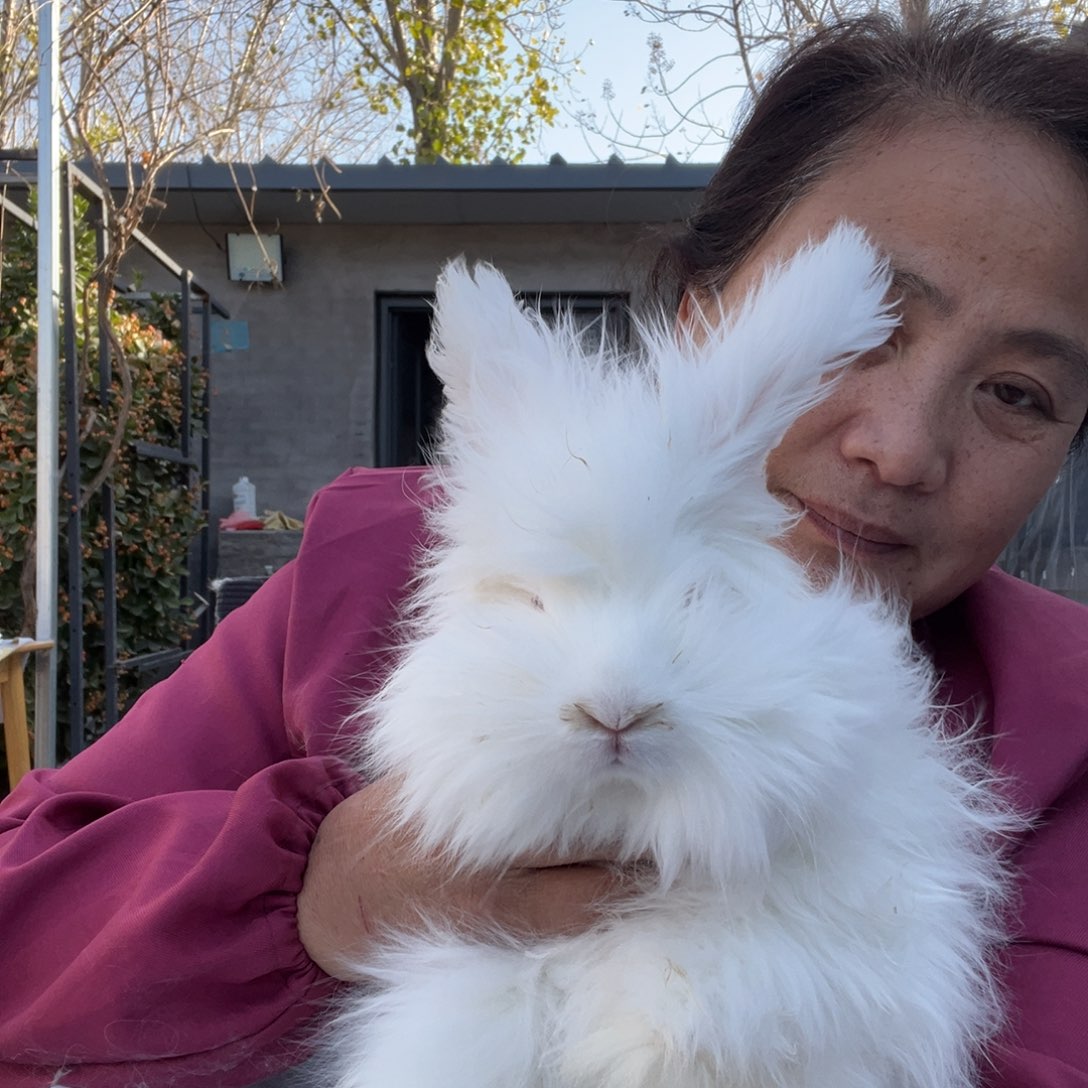 宠物兔英系安哥拉兔