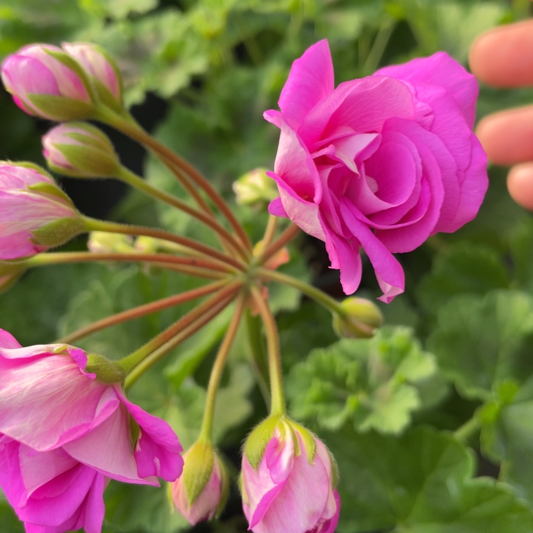 完全开放丁香雾半兽系