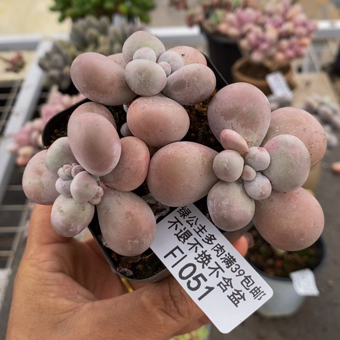 芭比奶酪051/8c m