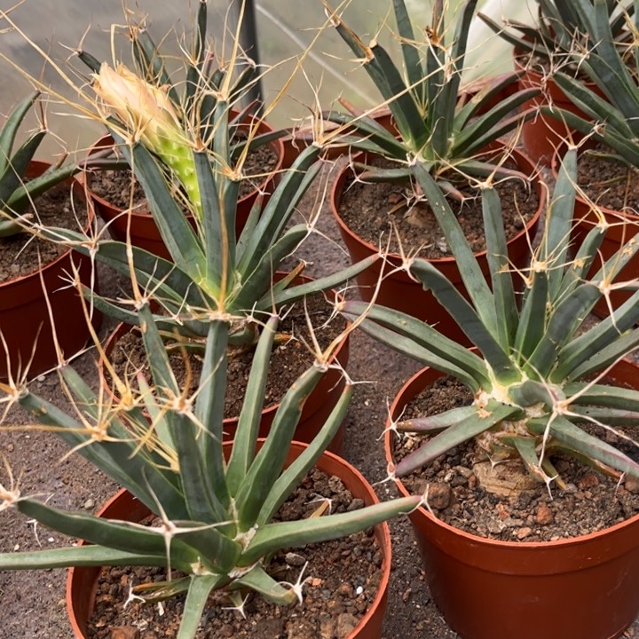 实生光山好养皮实好活