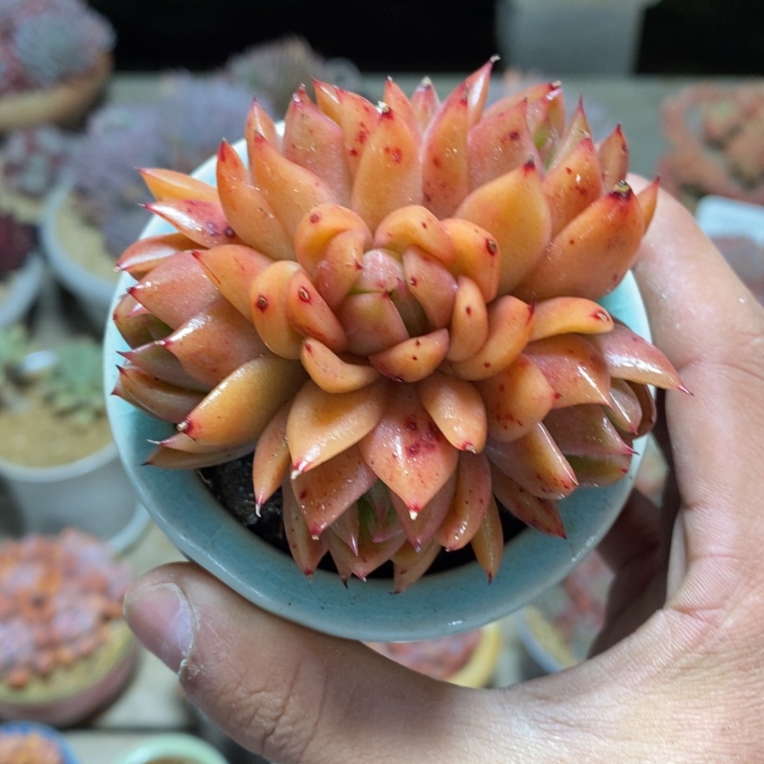 可问主播品种，下滑链接更多品种多肉选择