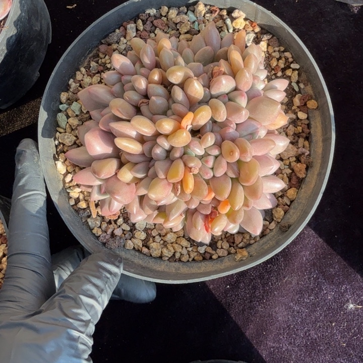 汉***兔12厘米左右一物一拍的多肉植物的