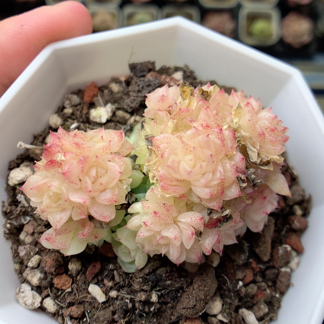 G110两颗，20包邮两天凑单偏远不发货