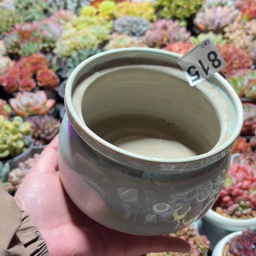 筱***夕景德镇多肉花盆815