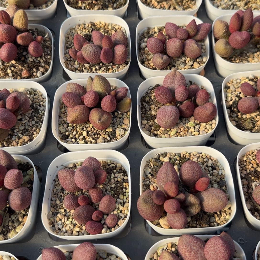 服部多肉量拍链接