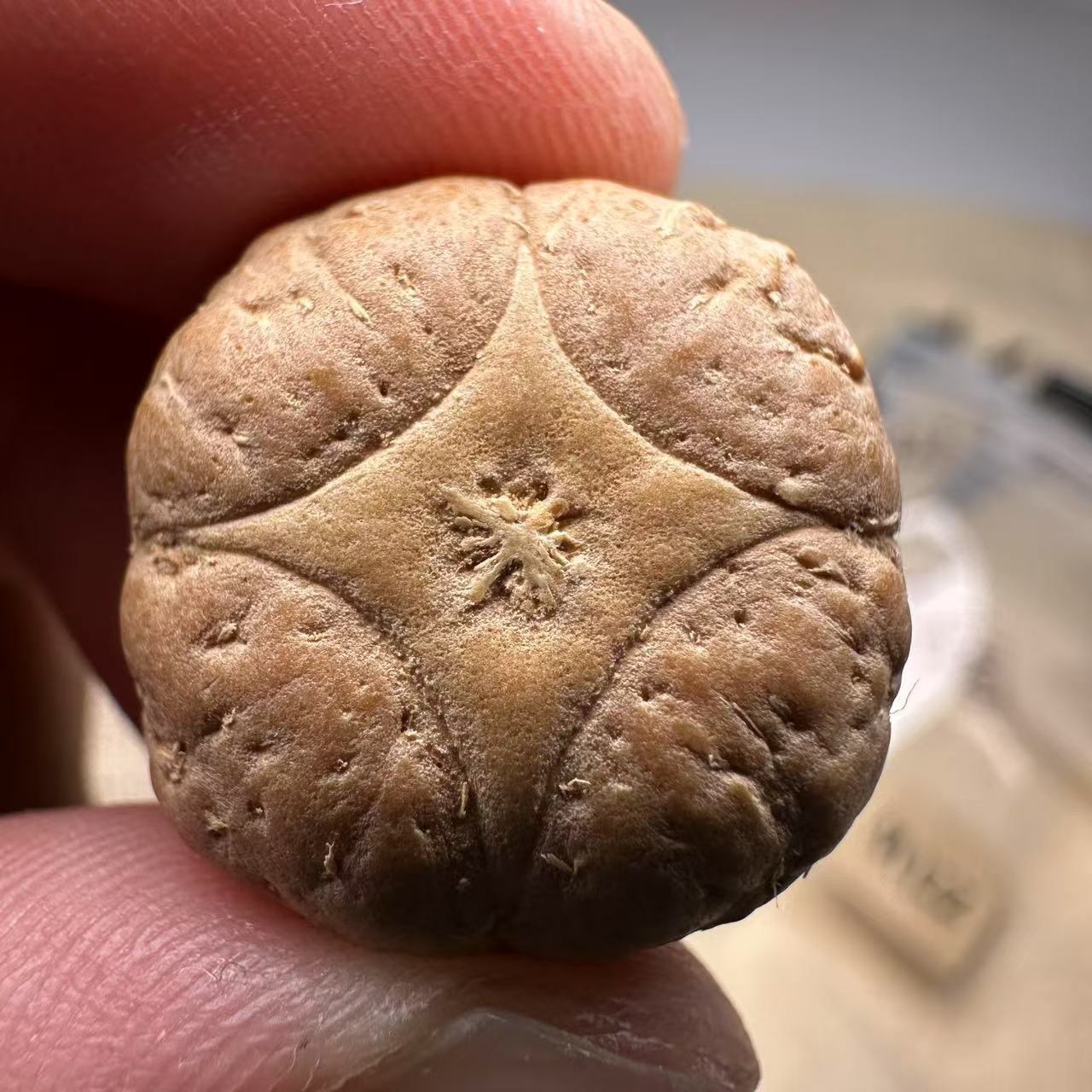 尼泊尔麒麟眼菩提，尺寸22，厚度14，s系列