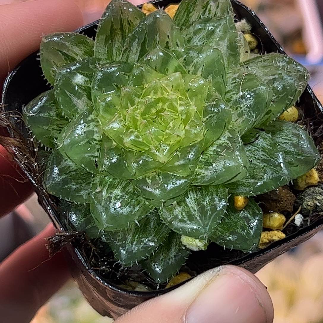 翠云锦十二卷多肉植物满