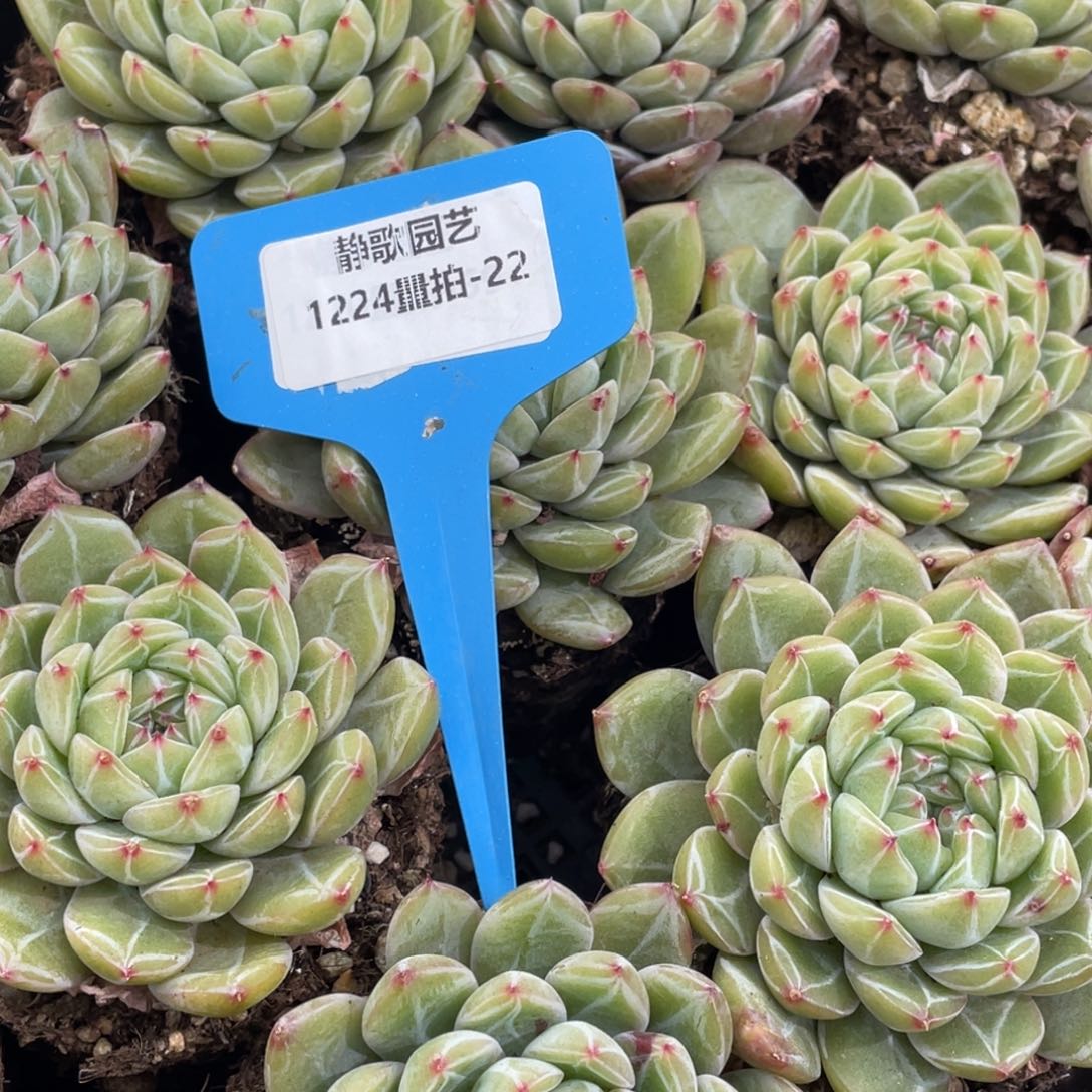 1224-22-雪花珍妮单头一颗量拍