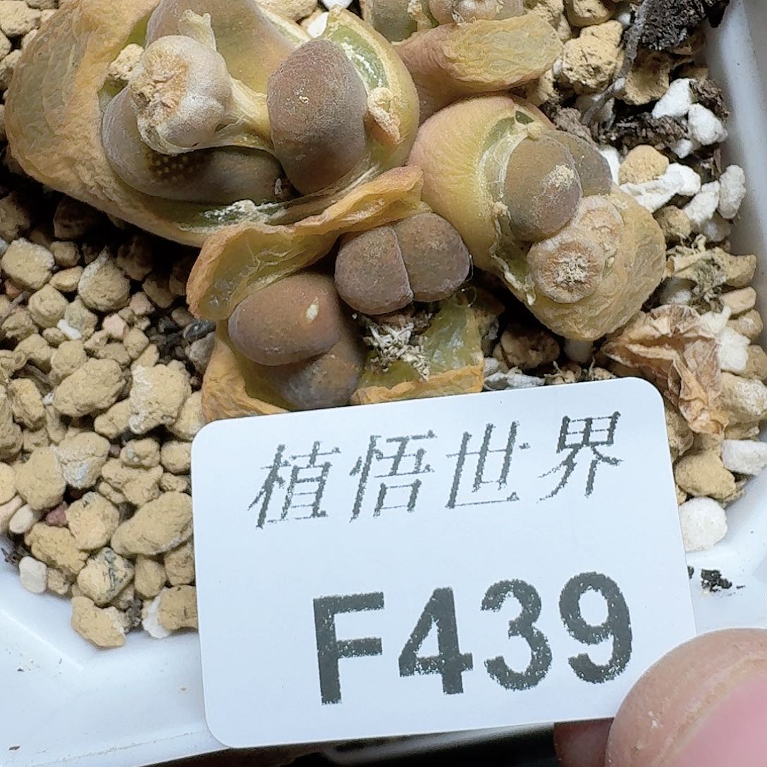 439号多肉植物哇c g