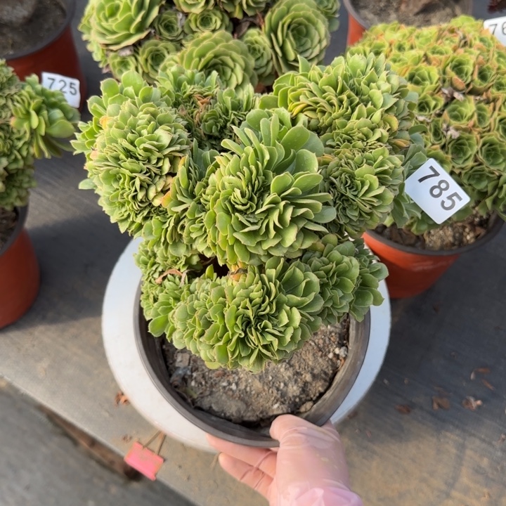 小***头多肉植物绿缀化785