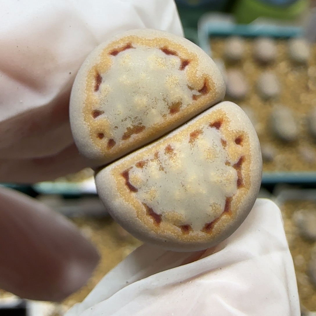 12.2.c215饼干.9013尺寸1.8cm有点腿