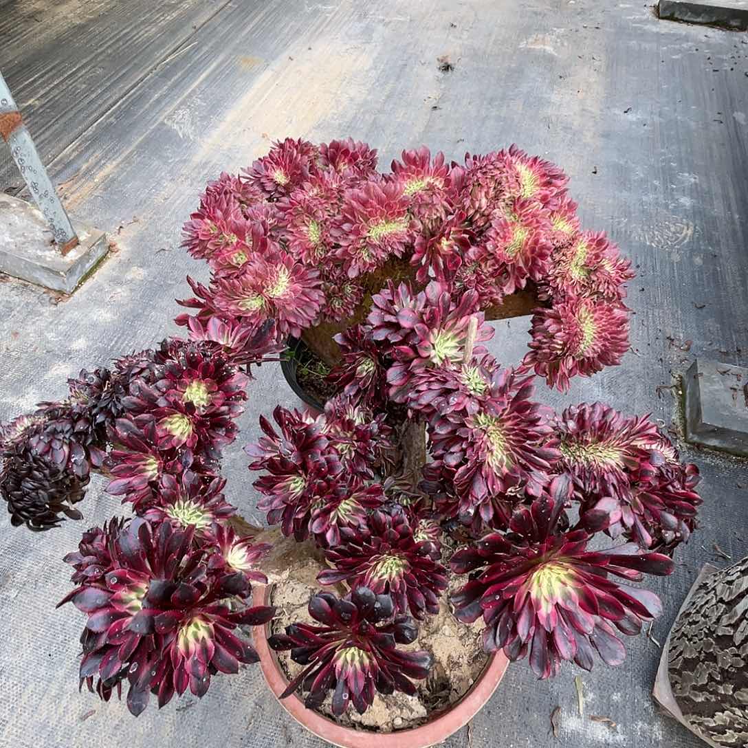 【闪购商品】无花朵