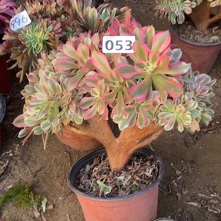 053粉女巫缀老板子法师缀