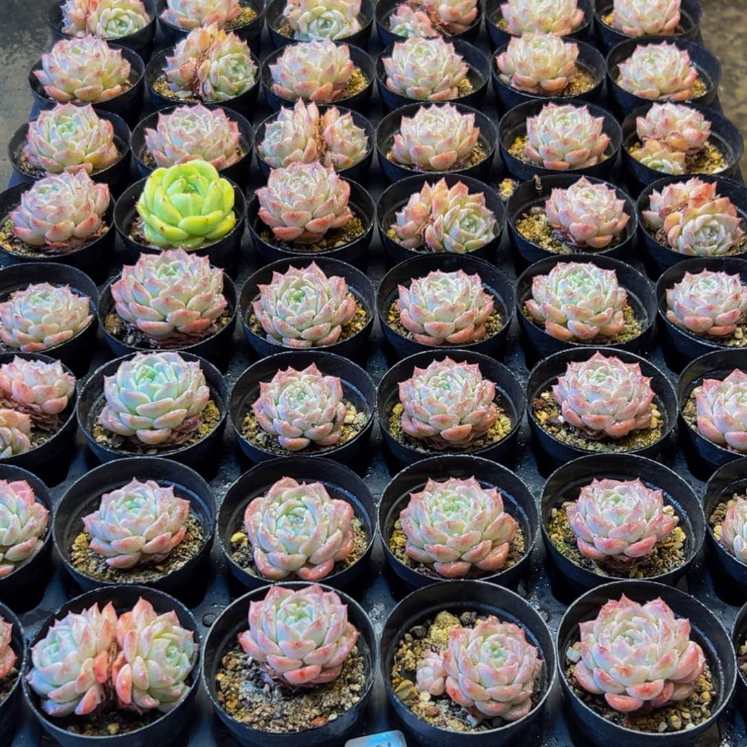 032繁荣昌盛百年荣光永