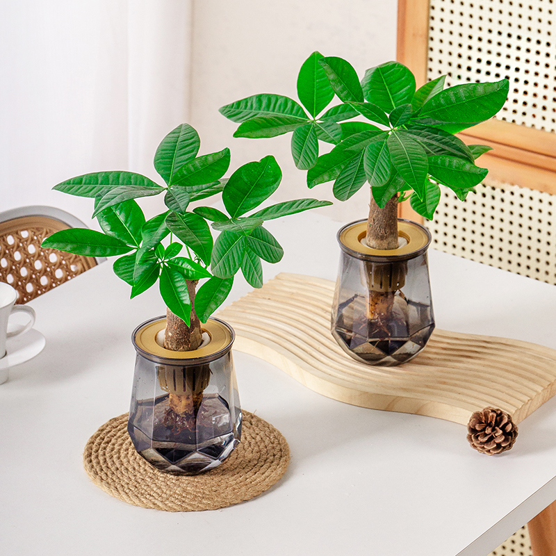 【花伴水】拍一发二发财树盆栽室内耐旱绿植前台办公桌客厅好养