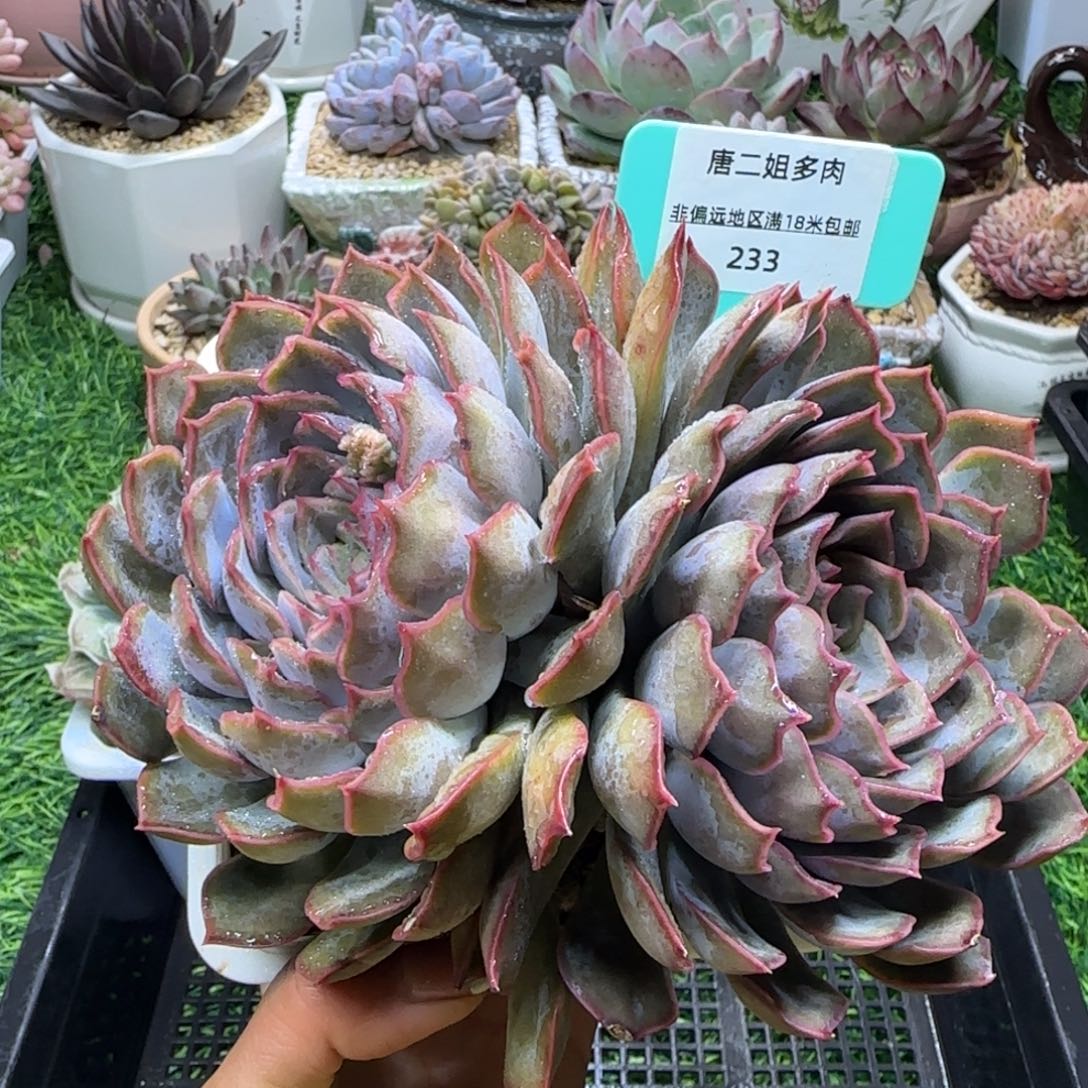 唐二姐多肉编号233