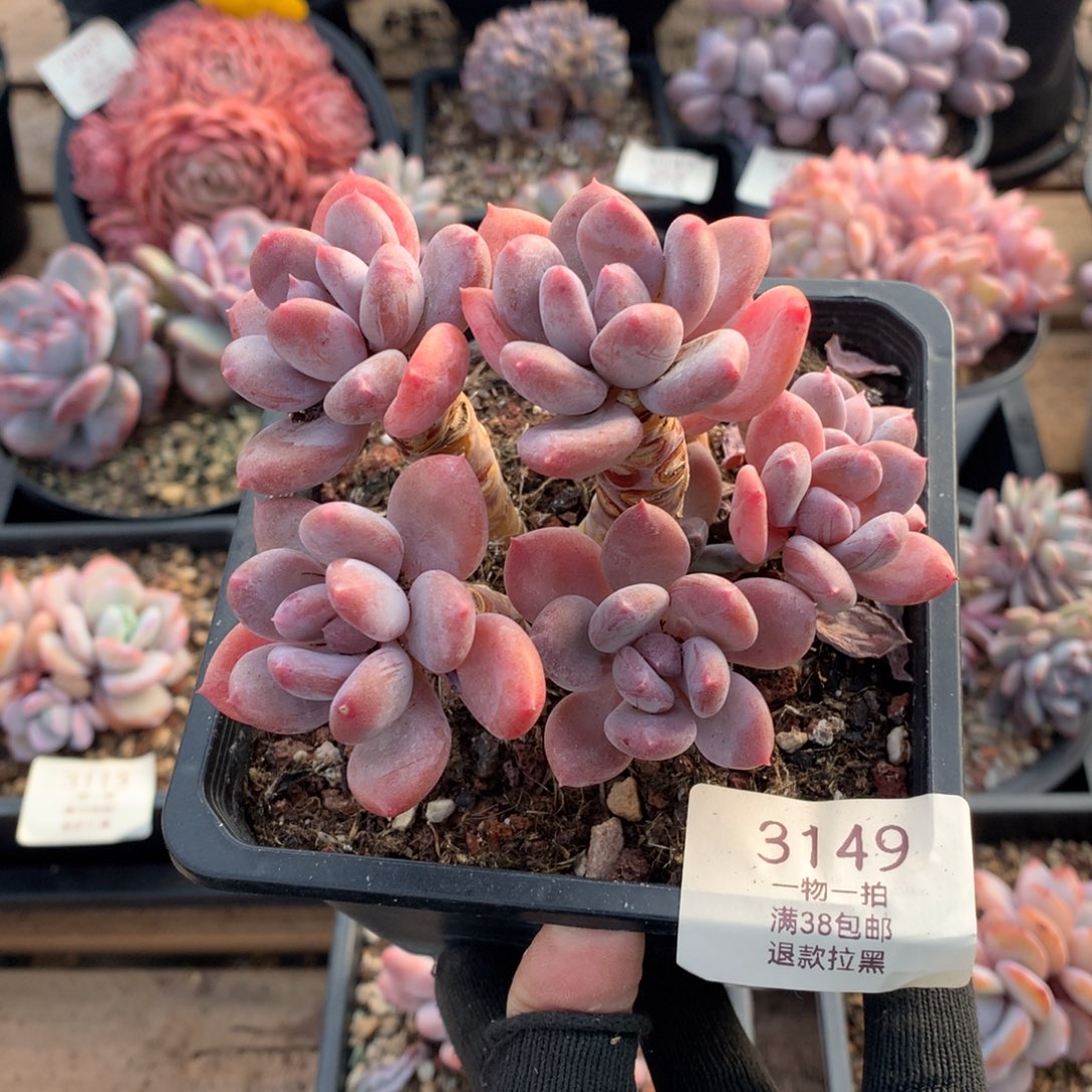 11厘米七头老桩欧洲美人3149