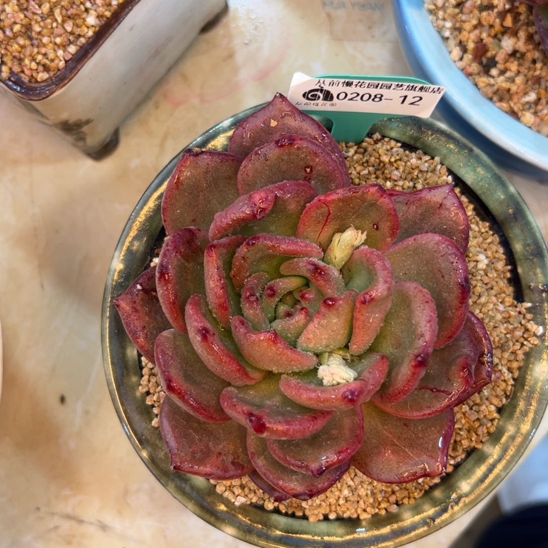 多肉一物一拍0208-12