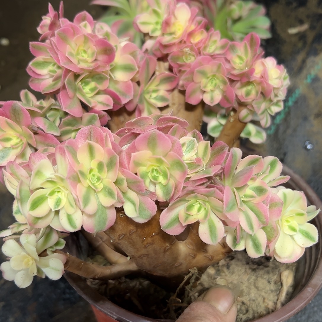 多肉187植物粉女巫母本