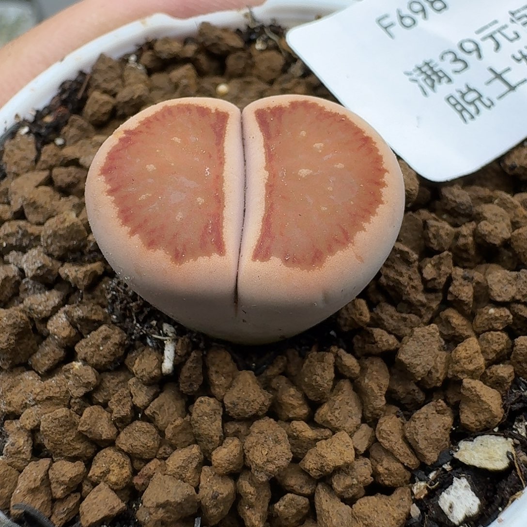 698多肉哈哈哈哈哈哈哈哈