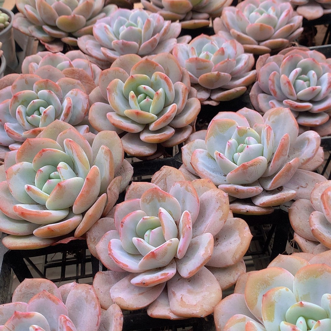 老庄韩奶茶3566778899999