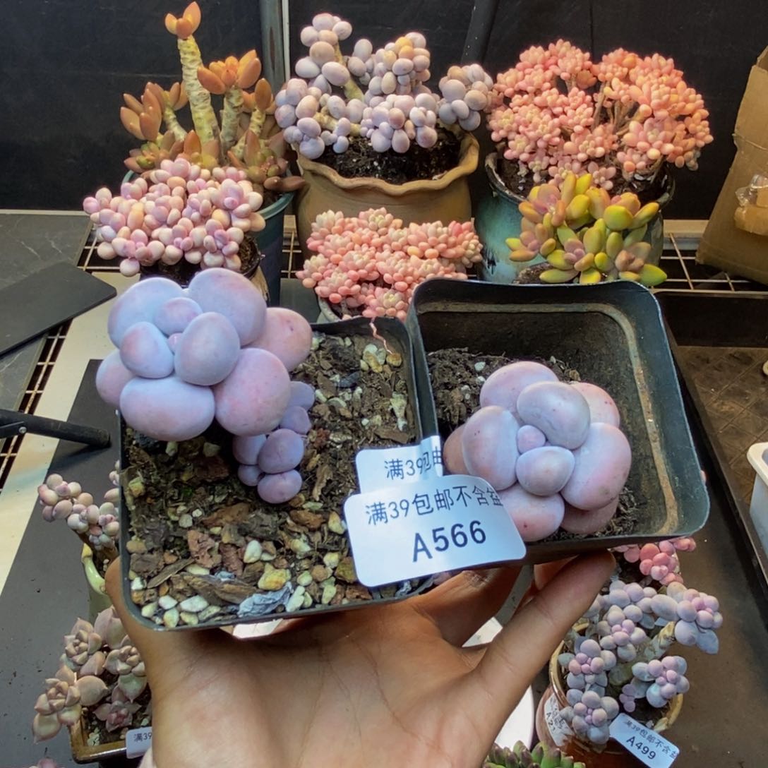 566芭比奶多肉两棵元旦福利