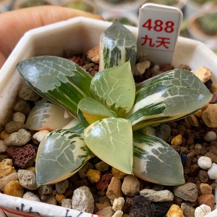 488号火凤凰克锦多肉