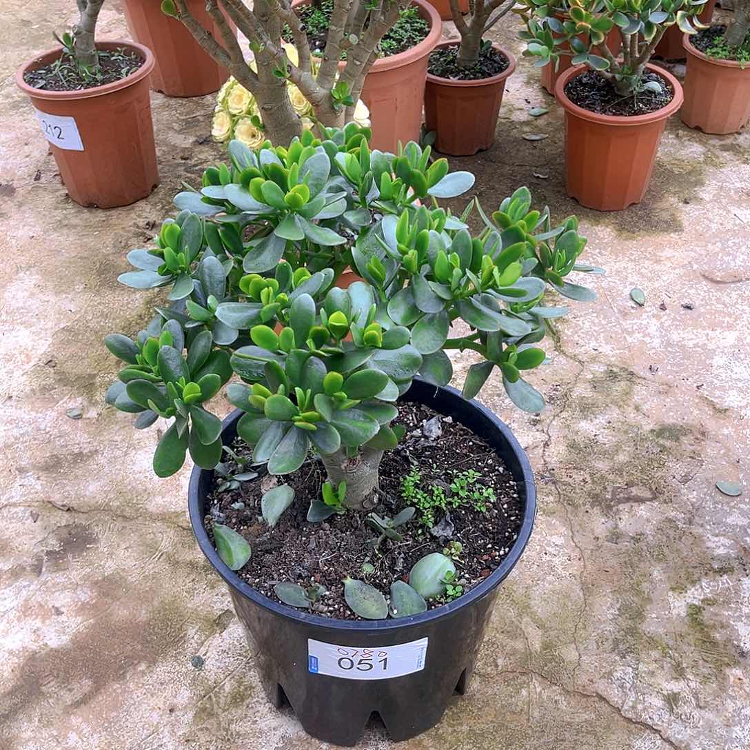 老青叶玉树0780号