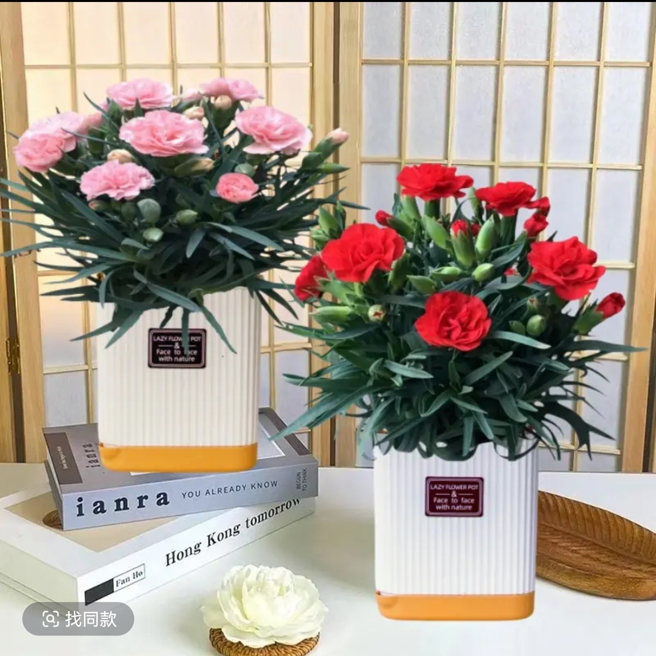 【1盆装】康乃馨盆栽带花苞室内阳台植物四季开花好养