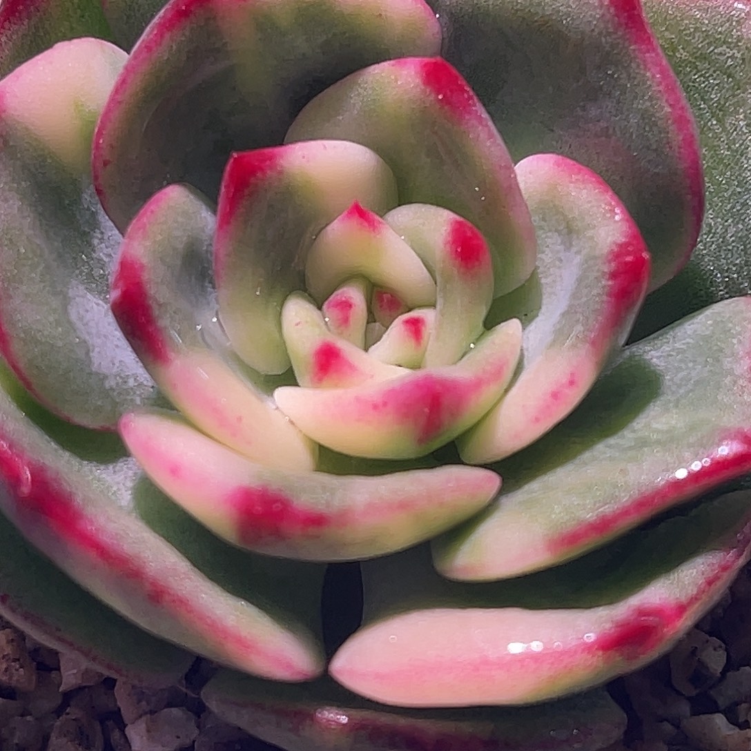 尚品园艺福利锦有须根8510