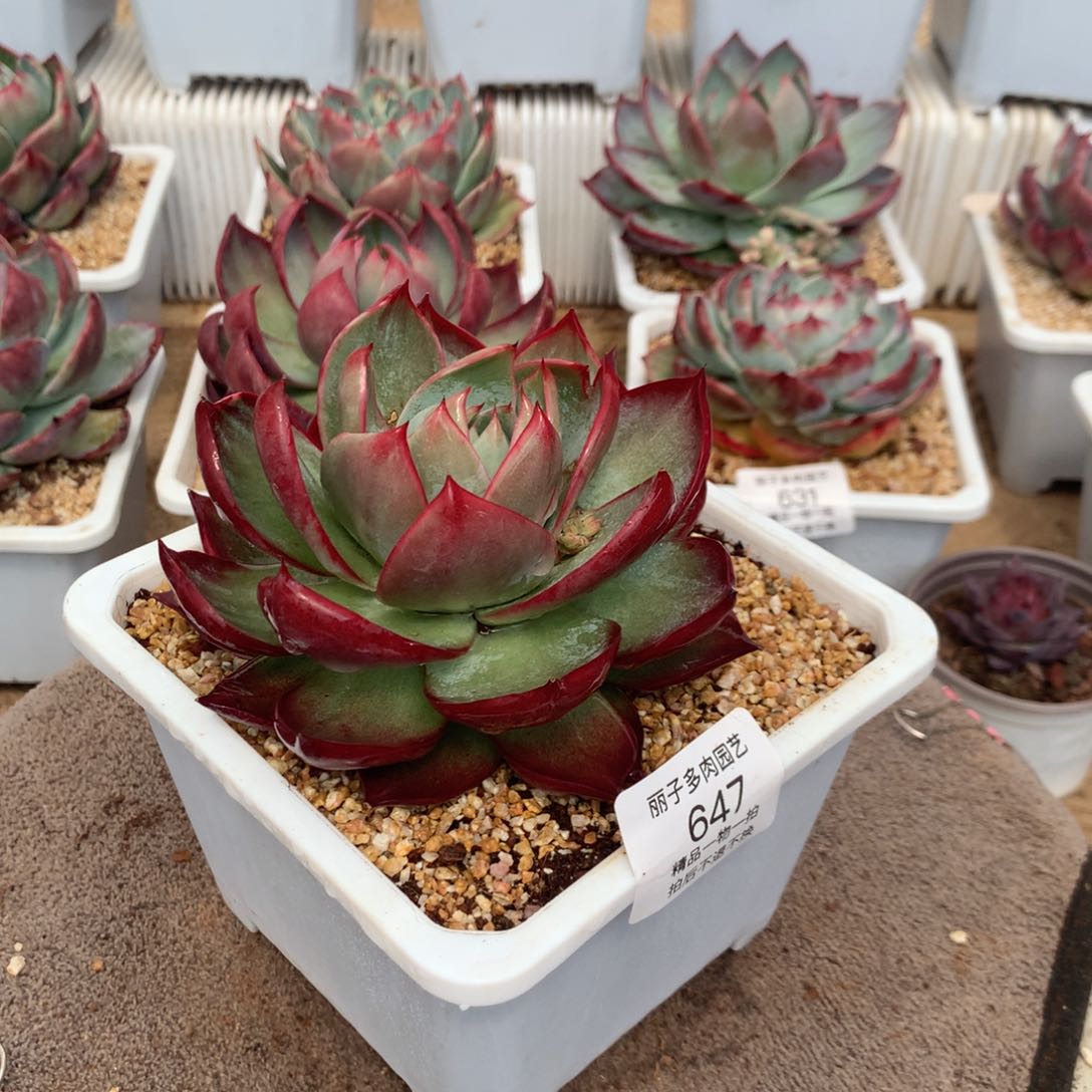 647惊鸿宽叶外翻拉丝。尺寸11。多肉植物