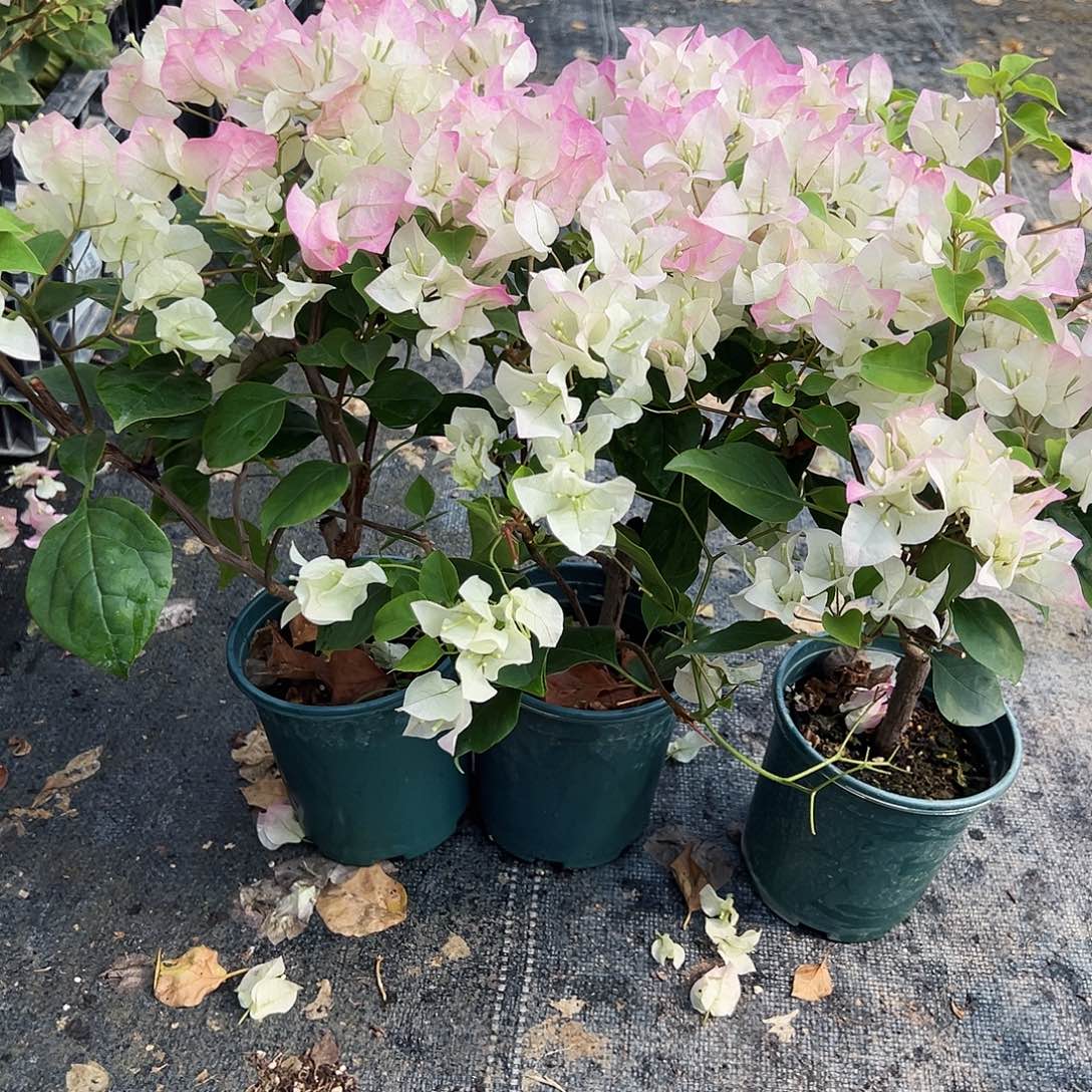 大部分花苞少量开放绿樱掌中宝一颗