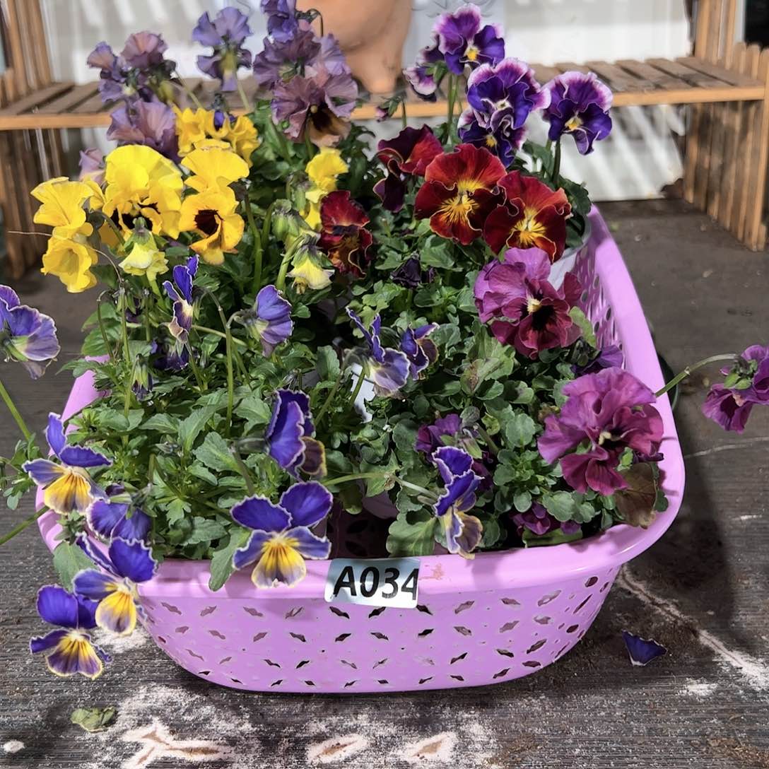 【闪购商品】034号