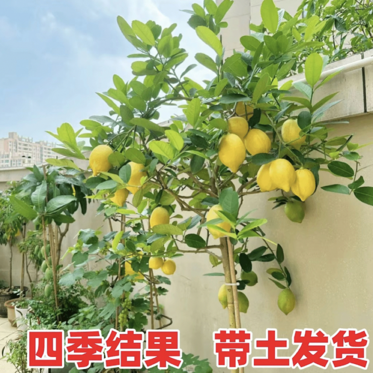 香水柠檬树盆栽水果树苗客厅绿植物带果可食用室内外阳台四季结果