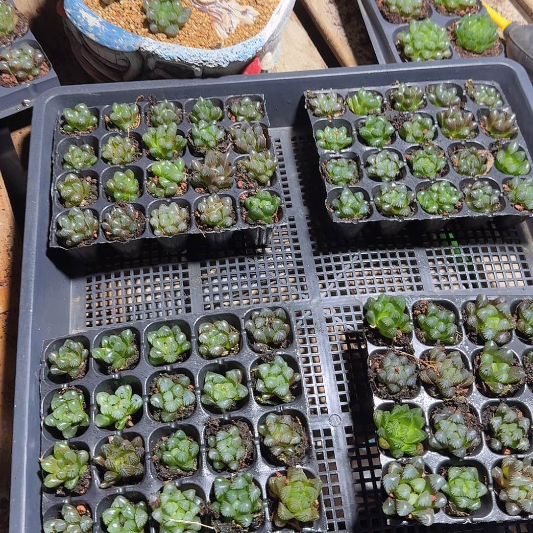 105孔玉露20颗不售后量拍