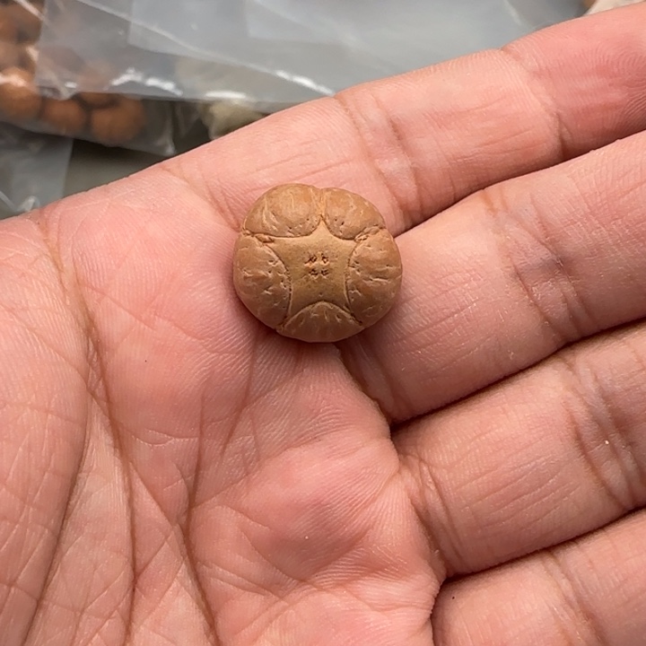 凤眼菩提吊坠尼泊尔18