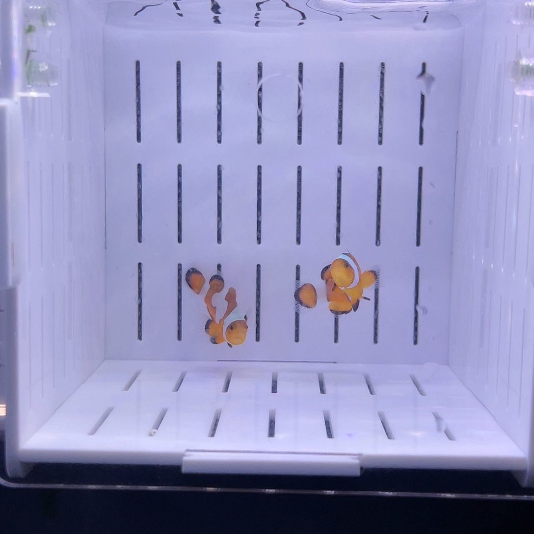 海水鱼达芬奇小丑鱼